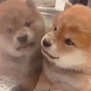 在线观看A片无码一区二区
