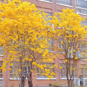 在线观看A片无码一区二区
